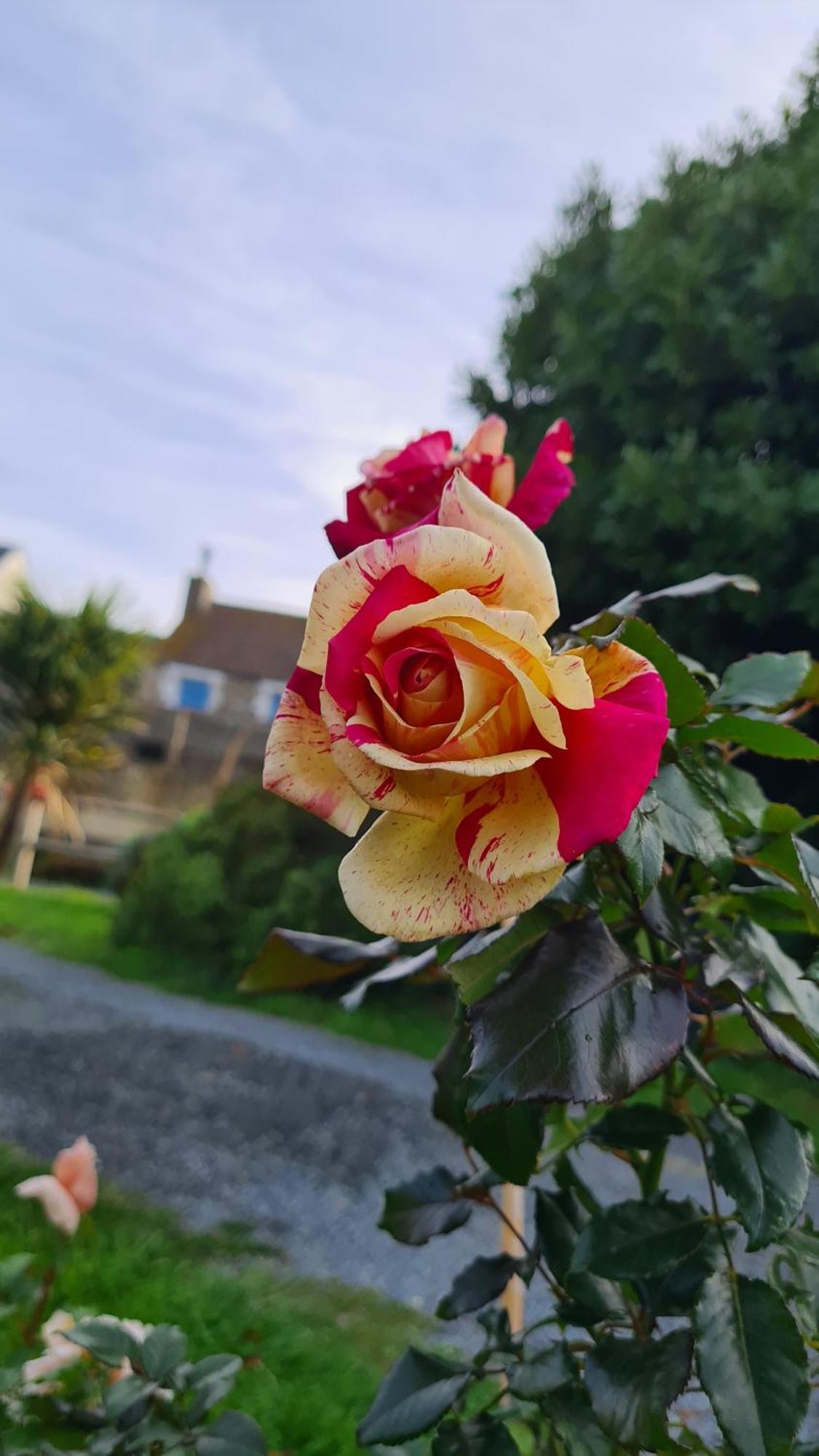 Lesroses1680 Bed and Breakfast Blainville-sur-Mer Εξωτερικό φωτογραφία