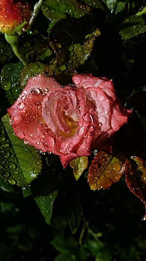 Lesroses1680 Bed and Breakfast Blainville-sur-Mer Εξωτερικό φωτογραφία