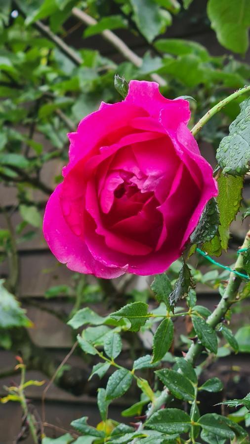 Lesroses1680 Bed and Breakfast Blainville-sur-Mer Εξωτερικό φωτογραφία