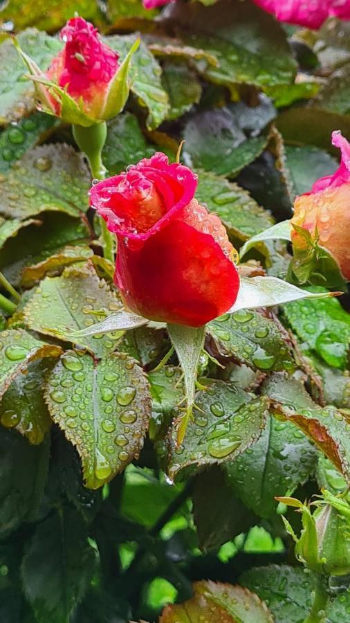 Lesroses1680 Bed and Breakfast Blainville-sur-Mer Εξωτερικό φωτογραφία