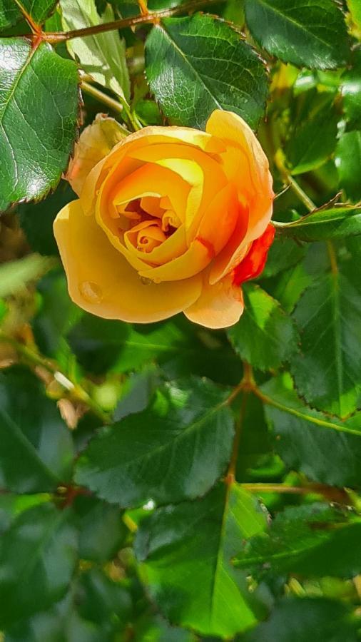 Lesroses1680 Bed and Breakfast Blainville-sur-Mer Εξωτερικό φωτογραφία