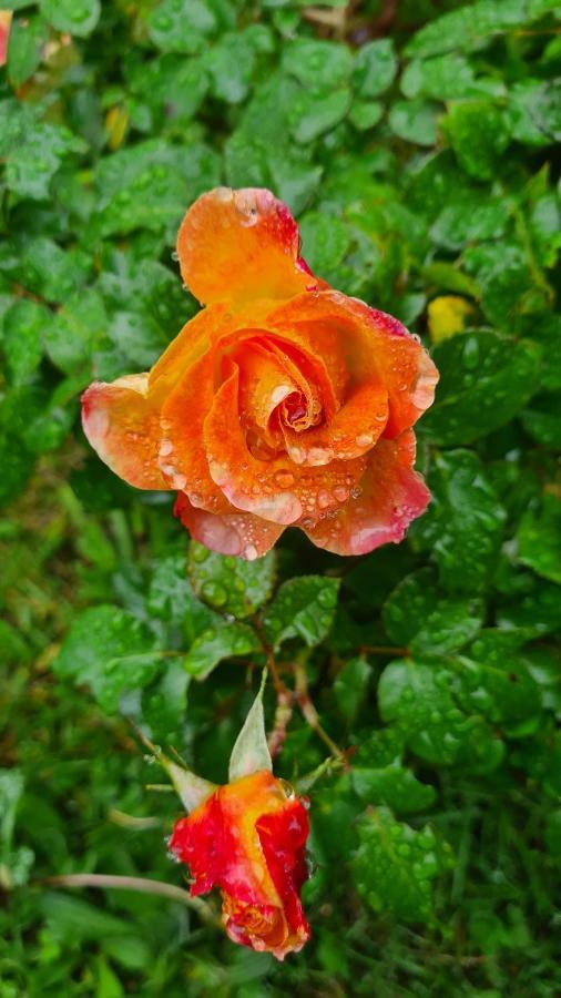 Lesroses1680 Bed and Breakfast Blainville-sur-Mer Εξωτερικό φωτογραφία