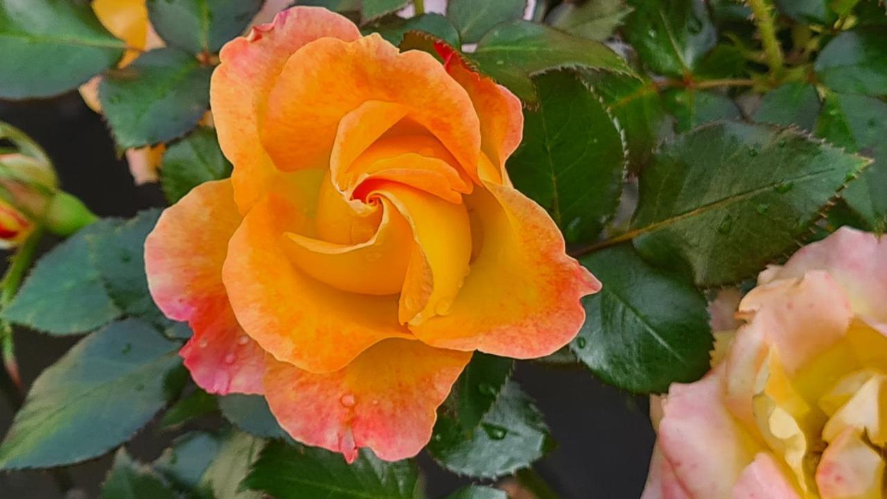 Lesroses1680 Bed and Breakfast Blainville-sur-Mer Εξωτερικό φωτογραφία