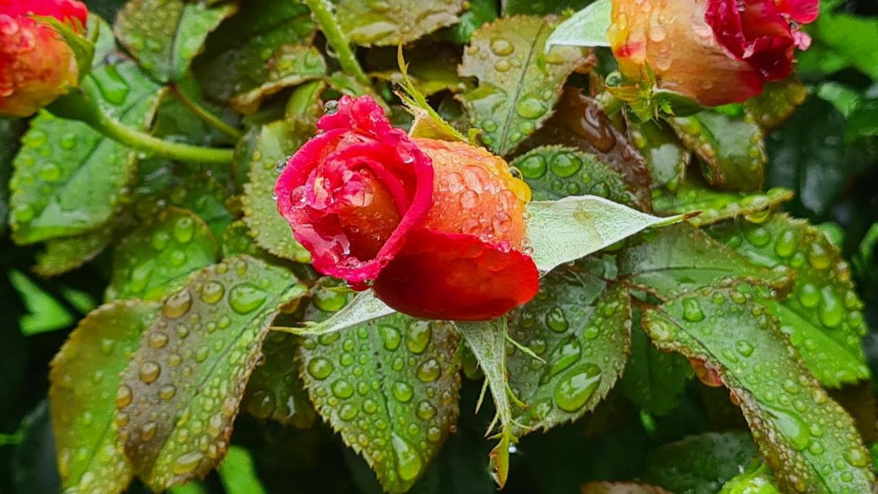 Lesroses1680 Bed and Breakfast Blainville-sur-Mer Εξωτερικό φωτογραφία