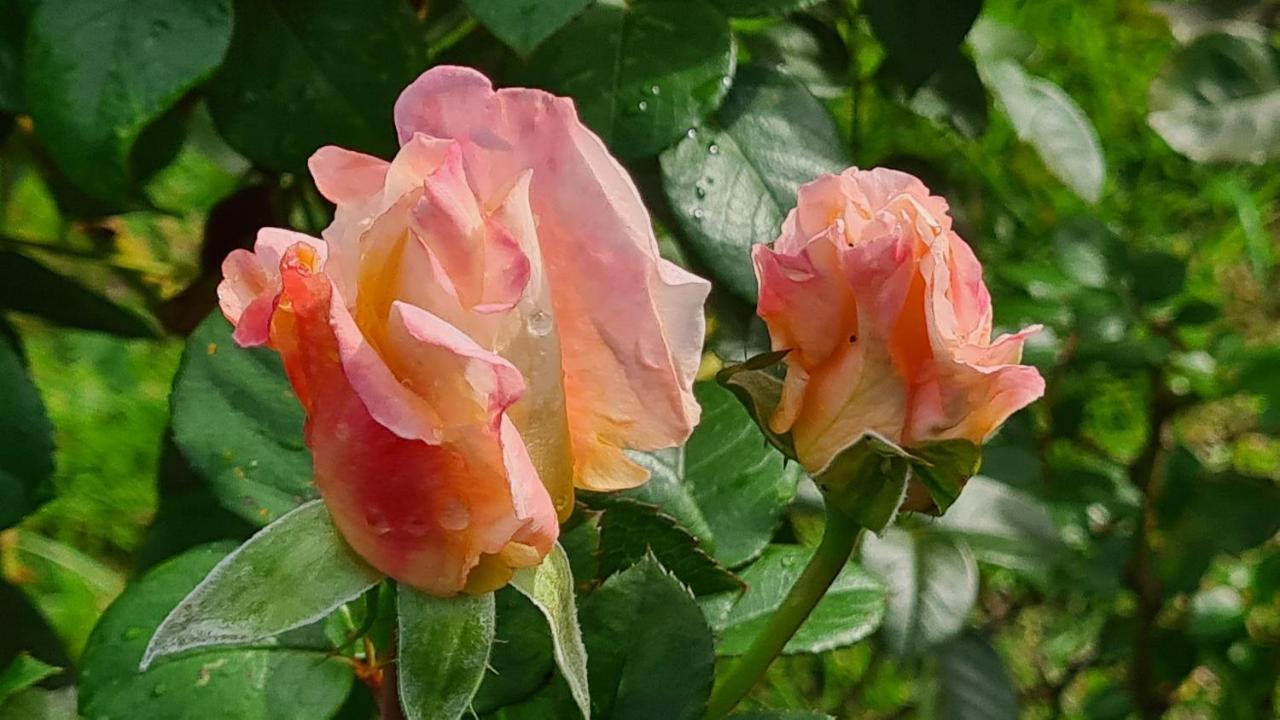 Lesroses1680 Bed and Breakfast Blainville-sur-Mer Εξωτερικό φωτογραφία